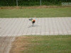 flugtag_2011_20110627_1902248696